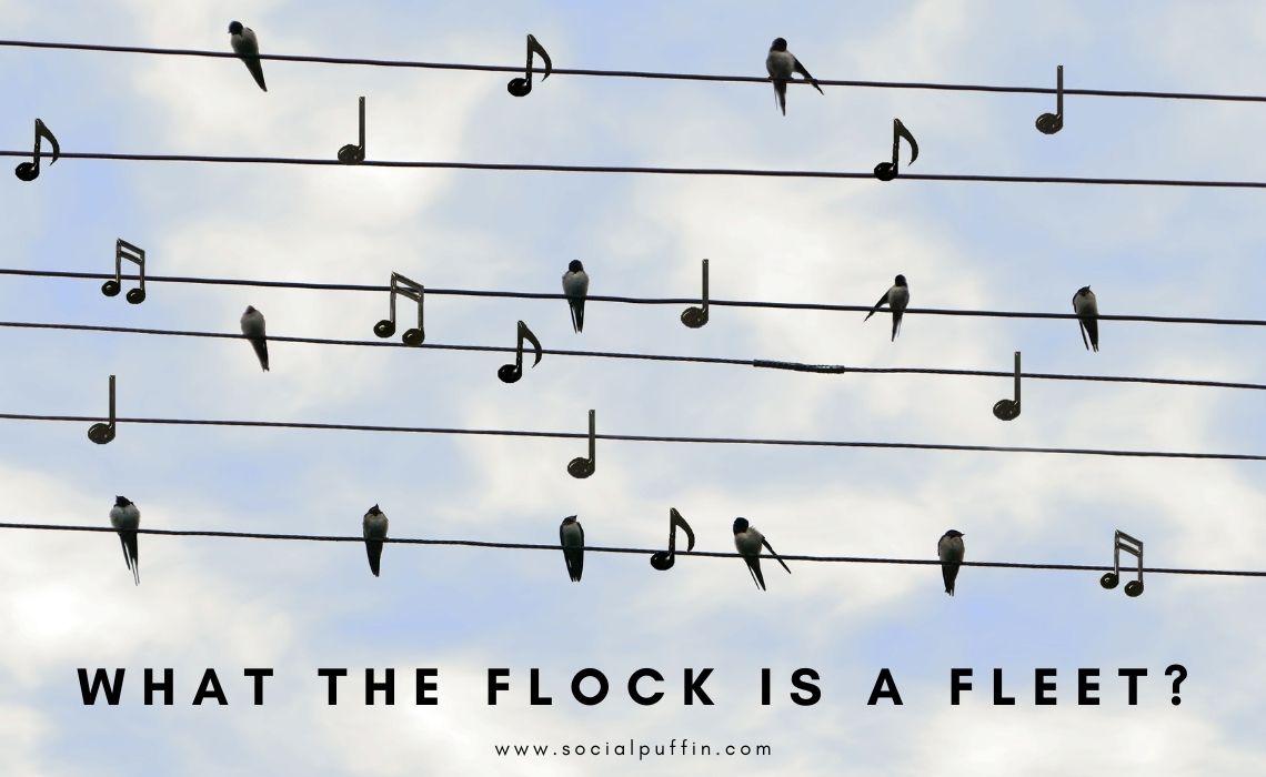 What the Flock is a Fleet What the Flock is a Fleet
